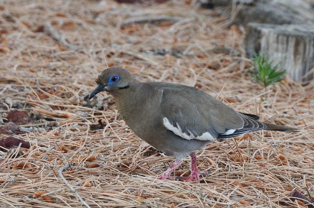 Dove, White-winged, 2015-06059769 Albuquerque, NM.JPG - White-winged Dove. Lee and Betty's neighborhood, Albuquerque, NM, 6-5-2015